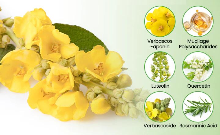 ❣️✅UK Owned and Operated|Botanical Mullein Lung Cleanse Diffuser (💝 Cough, wheezing, shortness of breath, sputum, stuffy nose, bronchitis, bronchitis, allergy symptoms, lung discomfort💝)